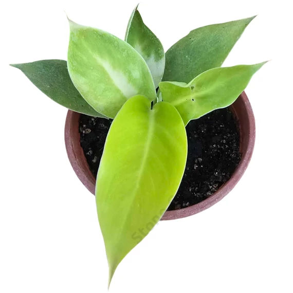Philodendron Moonlight