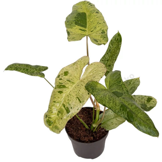 Philodendron Paraiso Verde