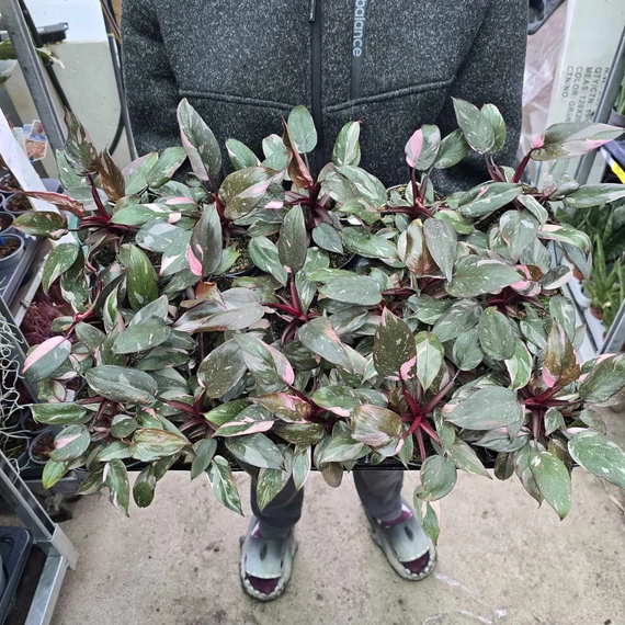 Philodendron pink Princess Marble