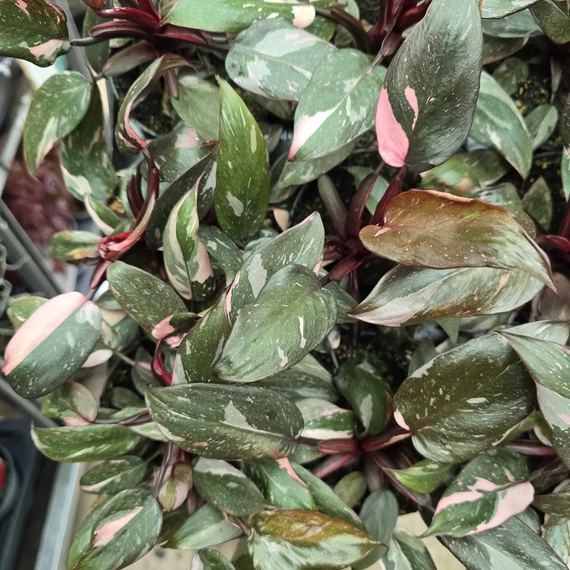 Philodendron pink Princess Marble