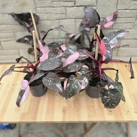 Philodendron Pink Princess Marble