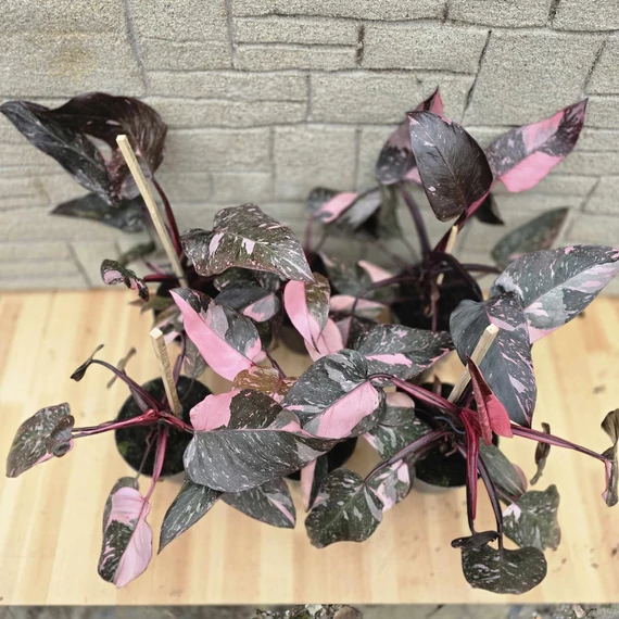 Philodendron Pink Princess Marble