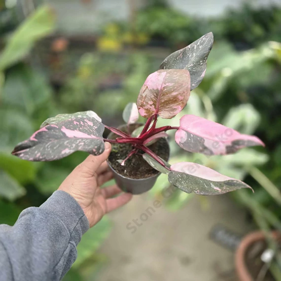 Philodendron Pink Princess Marble