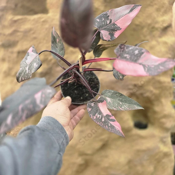 Philodendron Pink Princess Marble