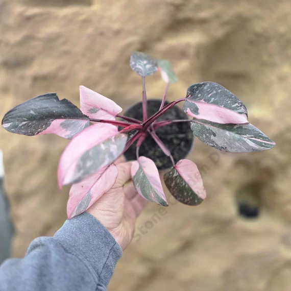 Philodendron Pink Princess Marble