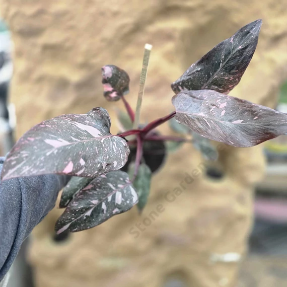 Philodendron Pink Princess Marble
