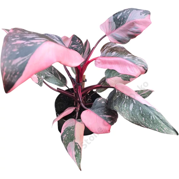 Philodendron Pink Princess Marble