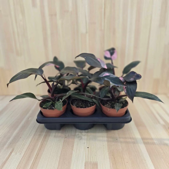 Philodendron Pink Princess