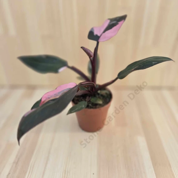Philodendron Pink Princess