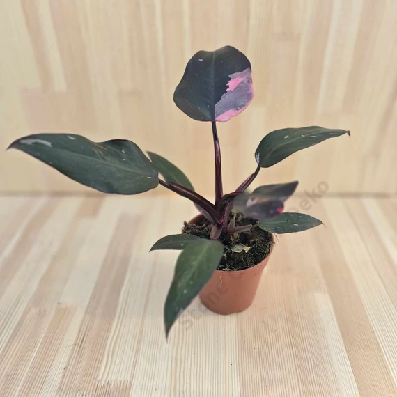 Philodendron Pink Princess