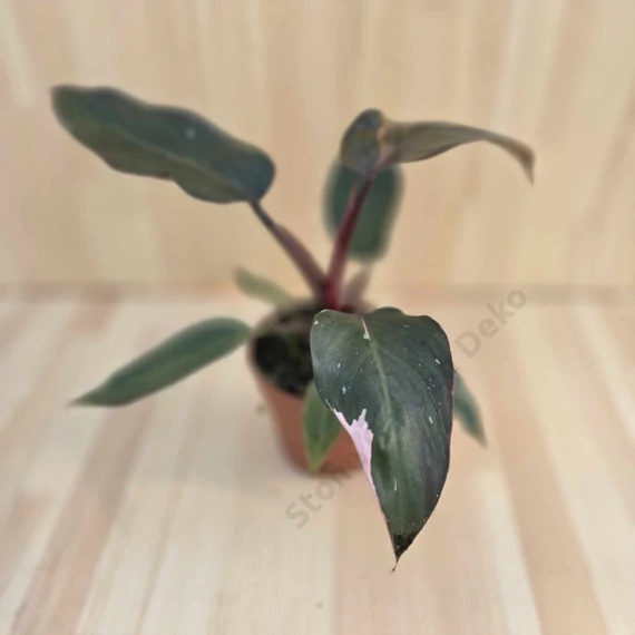 Philodendron Pink Princess