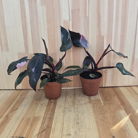 Philodendron Pink Princess