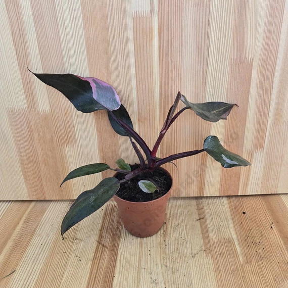 Philodendron Pink Princess