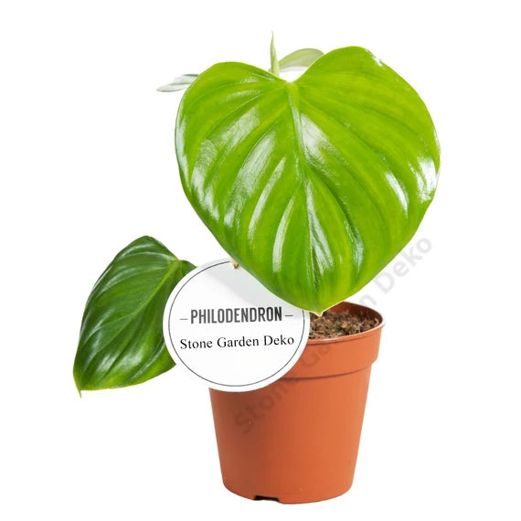 Philodendron Pittieri