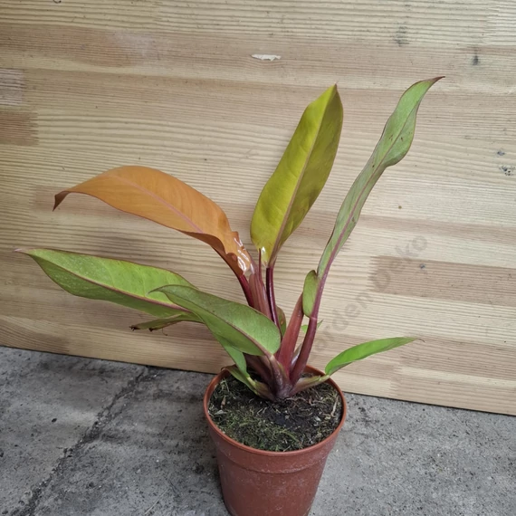 Philodendron Prince of Orange