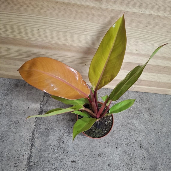 Philodendron Prince of Orange