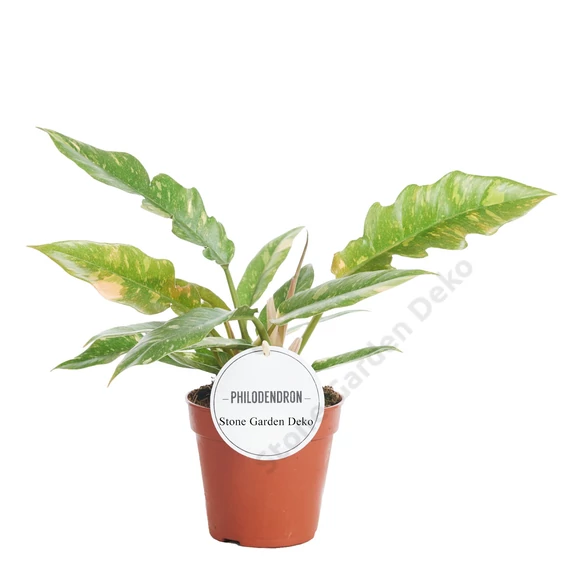 Philodendron Ring Of Fire