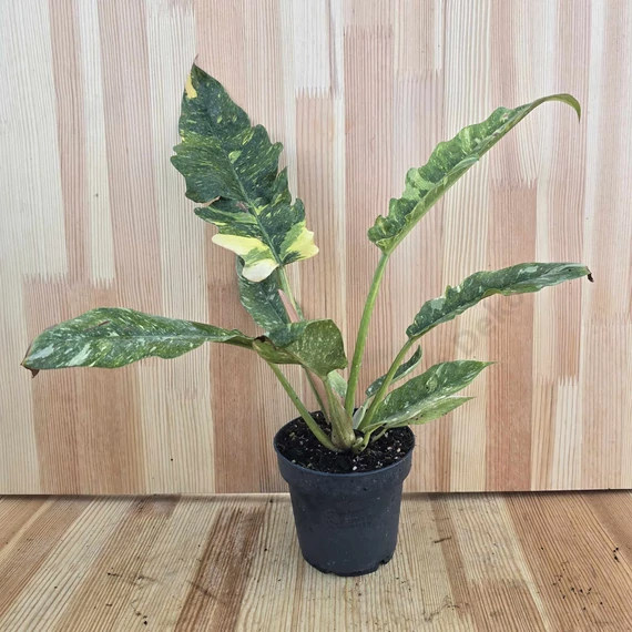 Philodendron Ring Of Fire