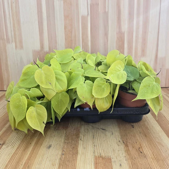 Philodendron scandens subsp. Micans Lime