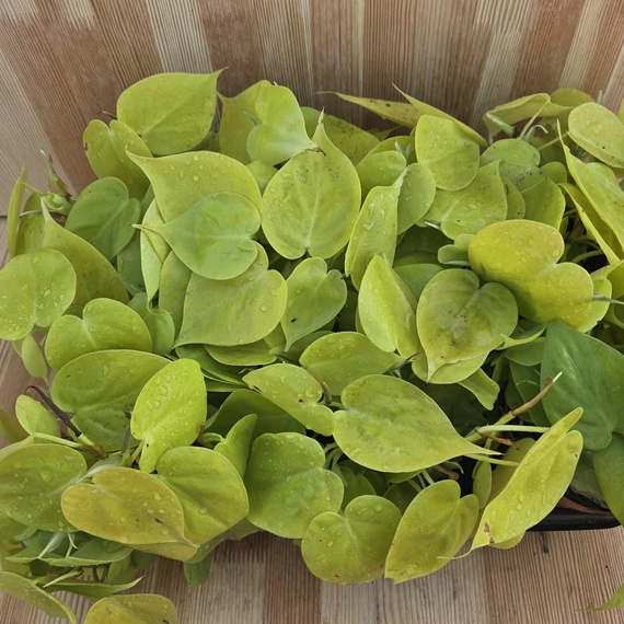 Philodendron scandens subsp. Micans Lime