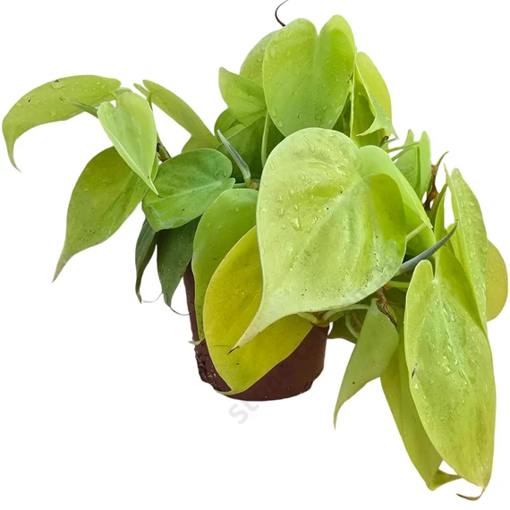 Philodendron scandens subsp. Micans Lime