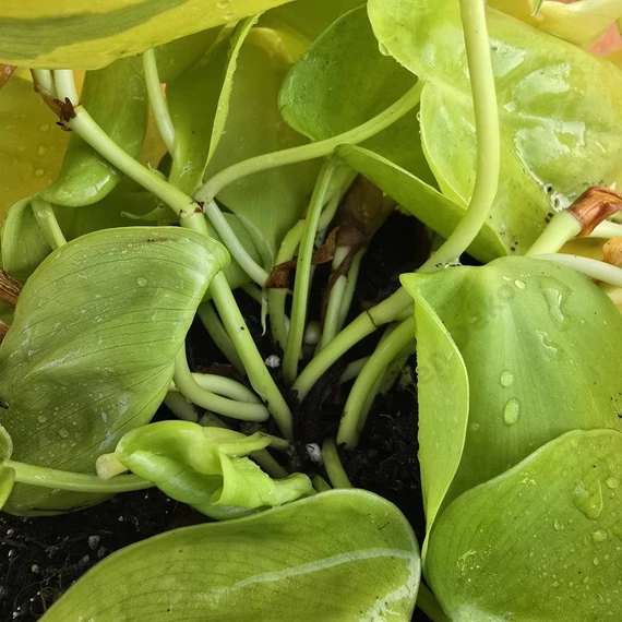 Philodendron scandens subsp. Micans Lime