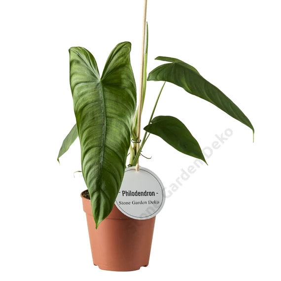 Philodendron Sharoniae