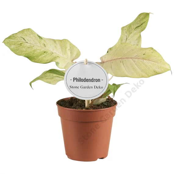Philodendron Snowdrift