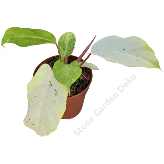 Philodendron Snowdrift