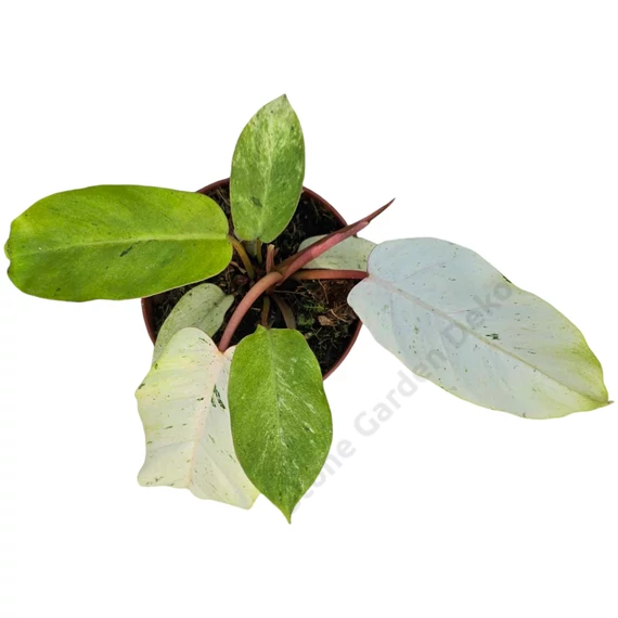 Philodendron Snowdrift