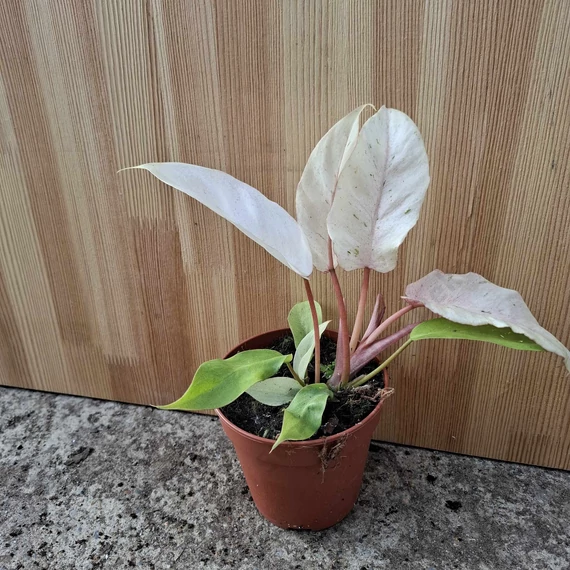 Philodendron Snowdrift