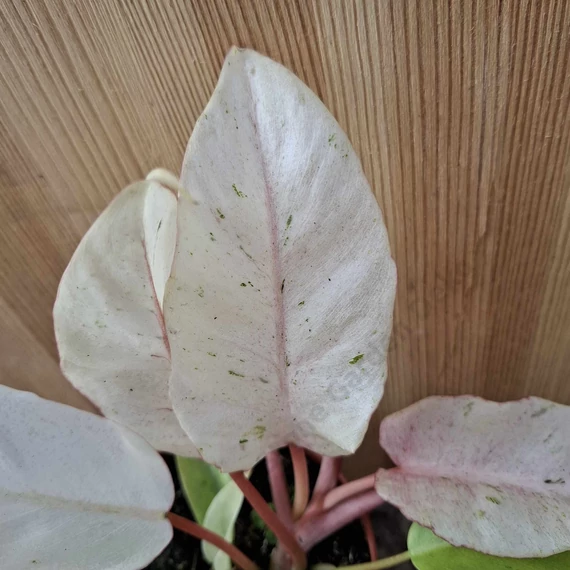 Philodendron Snowdrift