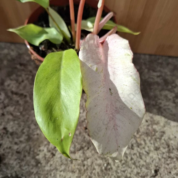 Philodendron Snowdrift