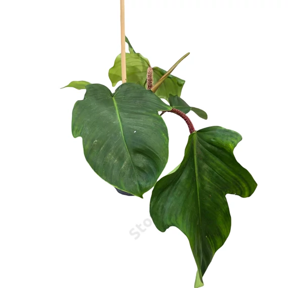 Philodendron squamiferum