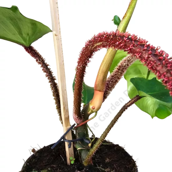 Philodendron squamiferum