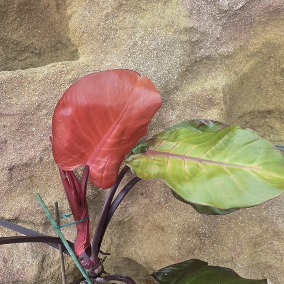 Philodendron Sunlight