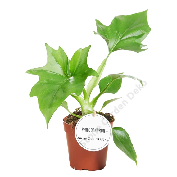 Philodendron Warszewiczii