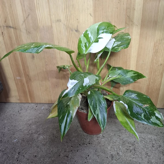 Philodendron White Princess