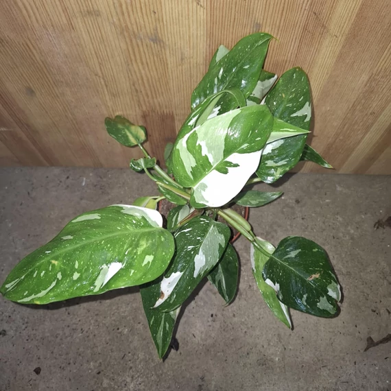 Philodendron White Princess