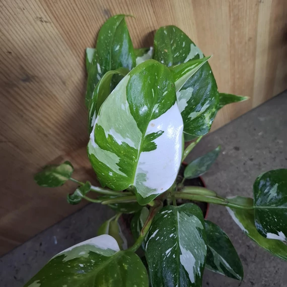 Philodendron White Princess