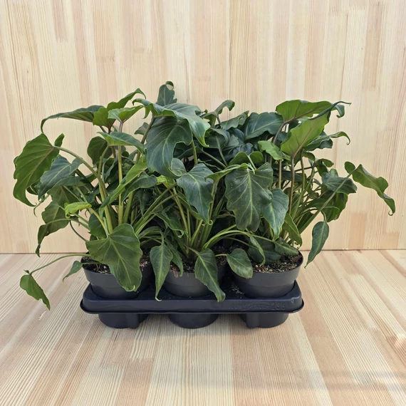 Philodendron Xanadu