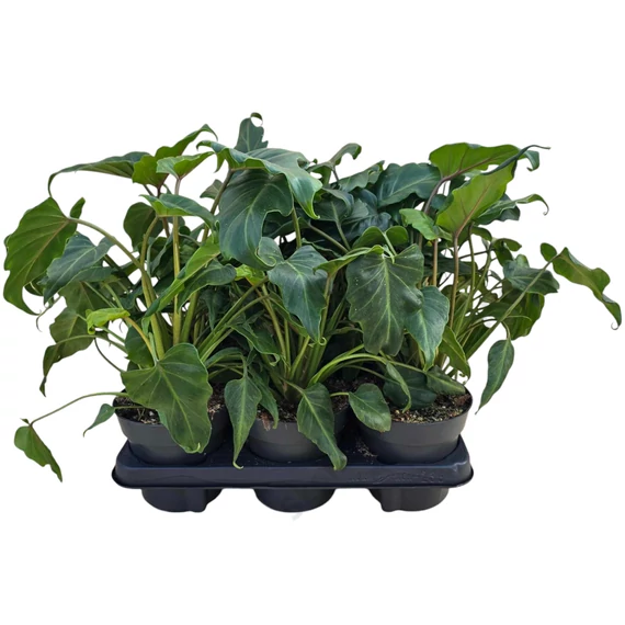 Philodendron Xanadu