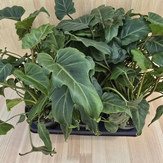 Philodendron Xanadu