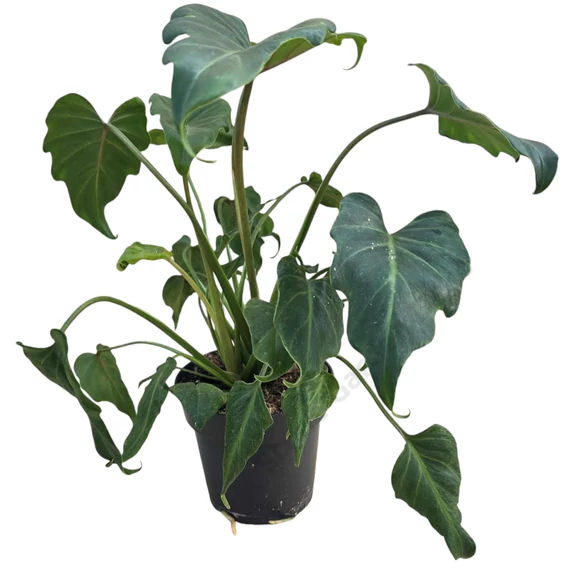 Philodendron Xanadu
