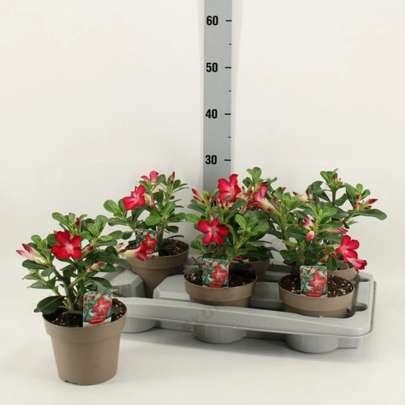 Adenium Obesum