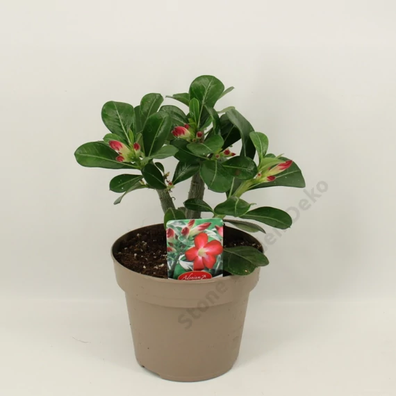 Adenium Obesum