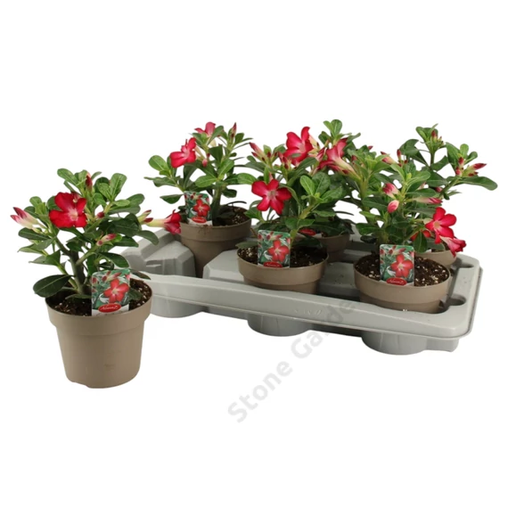 Adenium Obesum