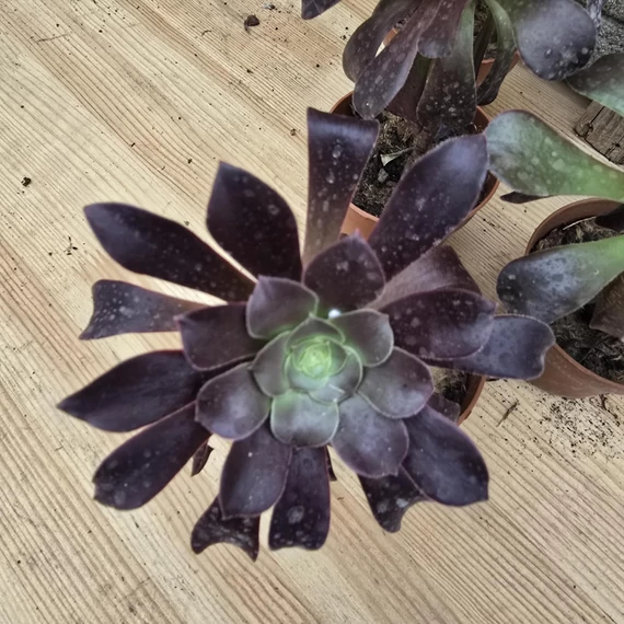 Aeonium arboreum Velours