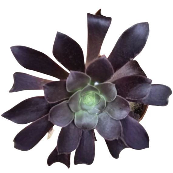 Aeonium arboreum Velours