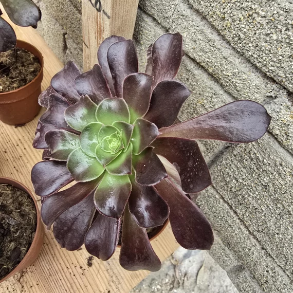 Aeonium arboreum Velours